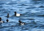 Tufted Duck (31)