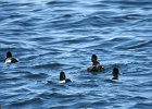 Tufted Duck (32)