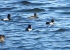 Tufted Duck (33)