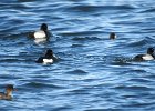 Tufted Duck (34)