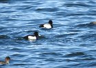 Tufted Duck (35)