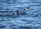 Tufted Duck (36)