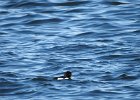 Tufted Duck (37)