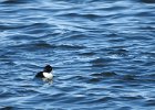 Tufted Duck (38)