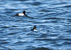 Tufted Duck (39)