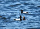 Tufted Duck (4)