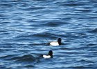 Tufted Duck (40)