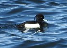 Tufted Duck (41)