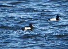 Tufted Duck (42)