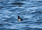 Tufted Duck (44)