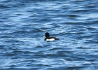 Tufted Duck (45)