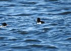 Tufted Duck (46)