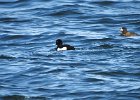 Tufted Duck (47)