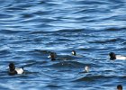 Tufted Duck (48)