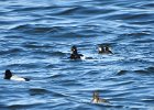 Tufted Duck (49)