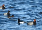 Tufted Duck (5)