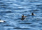 Tufted Duck (50)