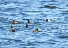 Tufted Duck (51)