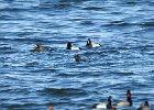 Tufted Duck (52)