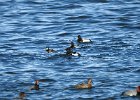Tufted Duck (53)