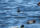 Tufted Duck (55)