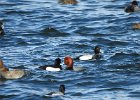 Tufted Duck (56)
