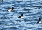 Tufted Duck (57)