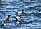 Tufted Duck (58)