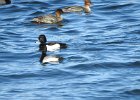 Tufted Duck (7)