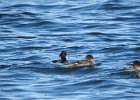 Tufted Duck (9)