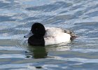 101Greater Scaup (13)