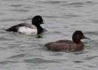 102Greater Scaup (13)