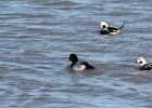 Greater Scaup (13)