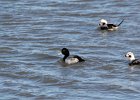 Greater Scaup (14)