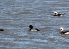 Greater Scaup (15)