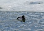 Greater Scaup (16)