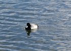 Greater Scaup (17)