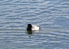 Greater Scaup (18)
