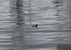 Greater Scaup (4)