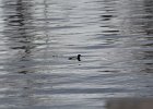 Greater Scaup (5)