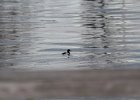 Greater Scaup (6)