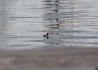 Greater Scaup (7)