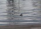 Greater Scaup (8)