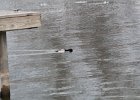 greater scaup (11)