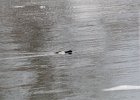 greater scaup (12)