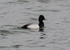 101Lesser Scaup (2)