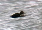 King Eider (19)