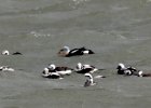 King Eider (2)