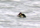 King Eider (29)