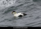 001 - 48 Common Eider